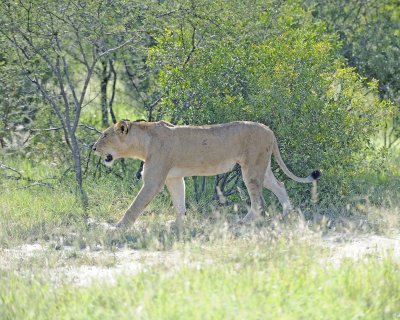 Lion, Female-123012-Kruger National Park, South Africa-#0339.jpg