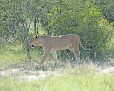Lion, Female-123012-Kruger National Park, South Africa-#0340.jpg