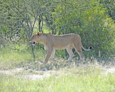 Lion, Female-123012-Kruger National Park, South Africa-#0341.jpg