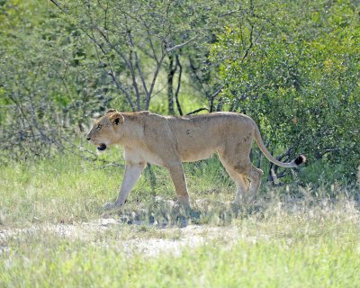 Lion, Female-123012-Kruger National Park, South Africa-#0344.jpg