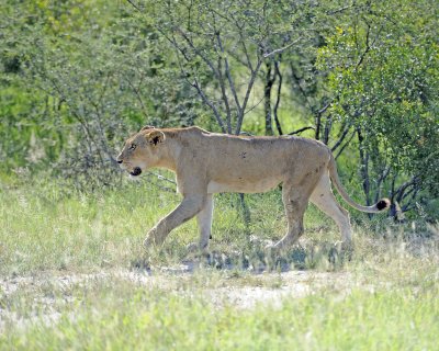 Lion, Female-123012-Kruger National Park, South Africa-#0346.jpg
