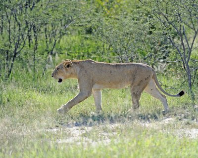 Lion, Female-123012-Kruger National Park, South Africa-#0353.jpg