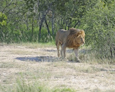 Lion, Male-123012-Kruger National Park, South Africa-#0027.jpg