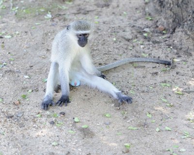 Monkey, Vervet-123012-Kruger National Park, South Africa-#0022.jpg