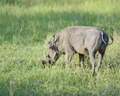 Warthog-123012-Kruger National Park, South Africa-#0560.jpg