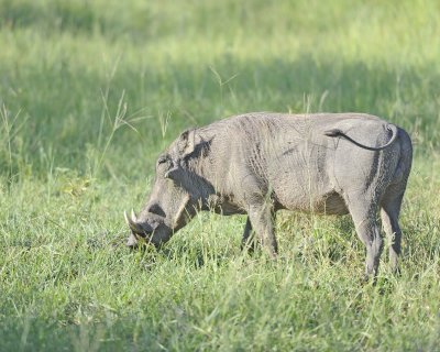 Warthog-123012-Kruger National Park, South Africa-#0580.jpg