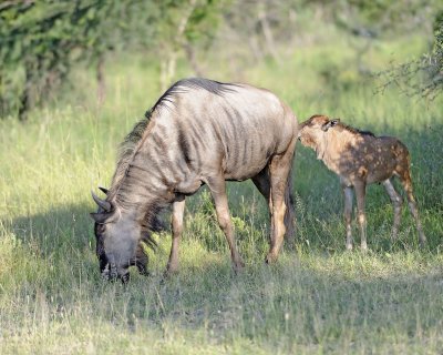 Wildebeest, Blue, Female & Calf-123012-Kruger National Park, South Africa-#0599.jpg