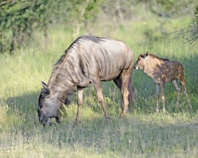 Wildebeest, Blue, Female & Calf-123012-Kruger National Park, South Africa-#0601.jpg