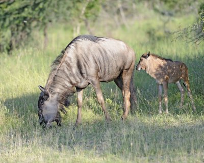 Wildebeest, Blue, Female & Calf-123012-Kruger National Park, South Africa-#0604.jpg