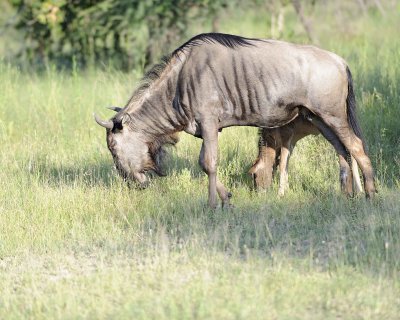 Wildebeest, Blue, Female & Calf-123012-Kruger National Park, South Africa-#0623.jpg