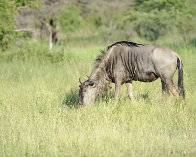 Wildebeest, Blue, Female-123012-Kruger National Park, South Africa-#0668.jpg