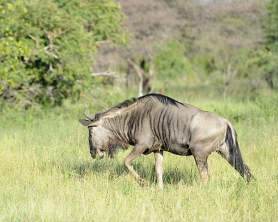 Wildebeest, Blue, Female-123012-Kruger National Park, South Africa-#0718.jpg