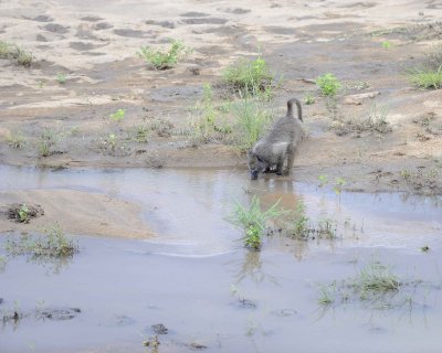Baboon, Chacma, drinking-123112-Kruger National Park, South Africa-#2211.jpg