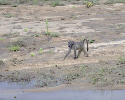 Baboon, Chacma-123112-Kruger National Park, South Africa-#2202.jpg