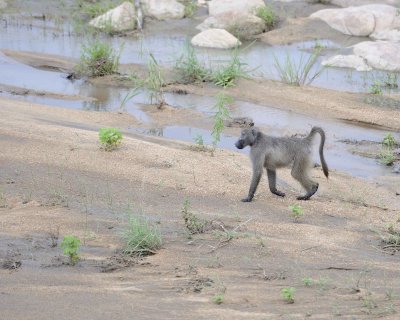 Baboon, Chacma-123112-Kruger National Park, South Africa-#2213.jpg