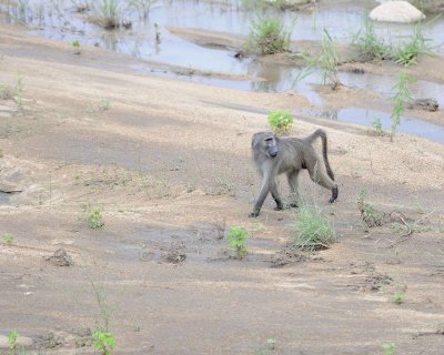 Baboon, Chacma-123112-Kruger National Park, South Africa-#2216.jpg