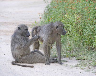 Baboon, Chacma-123112-Kruger National Park, South Africa-#2264.jpg