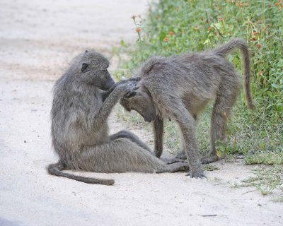 Baboon, Chacma-123112-Kruger National Park, South Africa-#2267.jpg