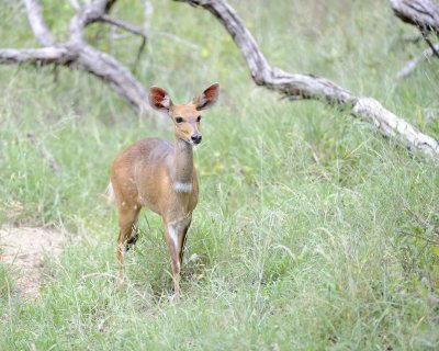 Bushbuck, Female-123112-Kruger National Park, South Africa-#2590.jpg