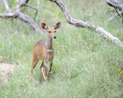Bushbuck, Female-123112-Kruger National Park, South Africa-#2591.jpg