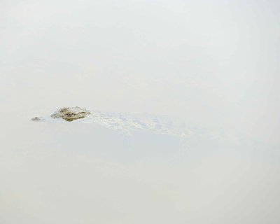 Crocodile, Nile, w Dragonfly-123112-Kruger National Park, South Africa-#1038.jpg
