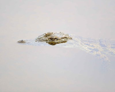 Crocodile, Nile, w Dragonfly-123112-Kruger National Park, South Africa-#1924.jpg