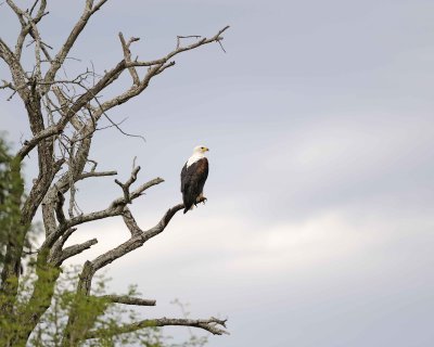 Gallery of African Fish Eagle