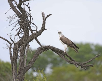 Eagle, Martial, Juvenile-123112-Kruger National Park, South Africa-#1725.jpg