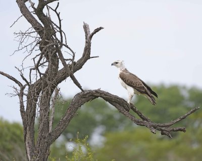 Eagle, Martial, Juvenile-123112-Kruger National Park, South Africa-#1728.jpg