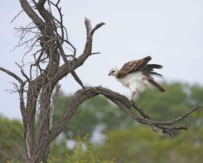 Eagle, Martial, Juvenile-123112-Kruger National Park, South Africa-#1735.jpg