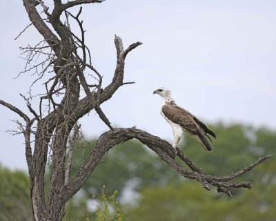Eagle, Martial, Juvenile-123112-Kruger National Park, South Africa-#1741.jpg