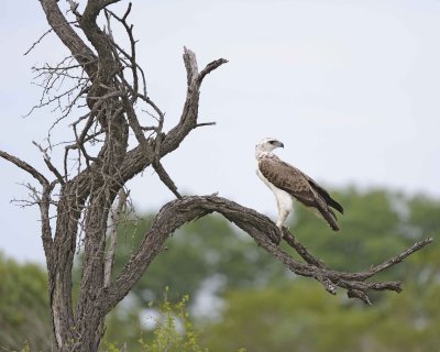 Eagle, Martial, Juvenile-123112-Kruger National Park, South Africa-#1762.jpg