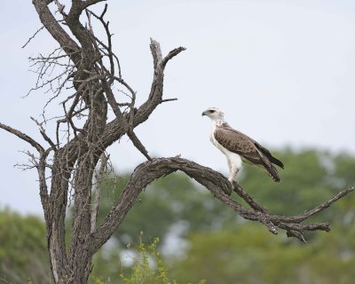 Eagle, Martial, Juvenile-123112-Kruger National Park, South Africa-#1812.jpg
