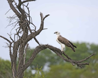 Eagle, Martial, Juvenile-123112-Kruger National Park, South Africa-#1867.jpg
