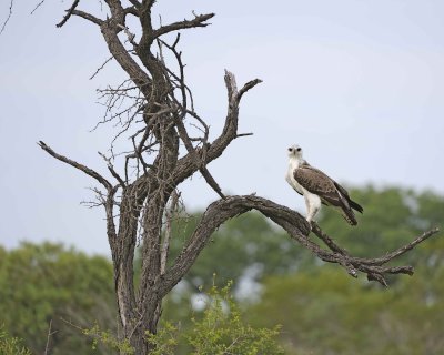 Eagle, Martial, Juvenile-123112-Kruger National Park, South Africa-#1914.jpg