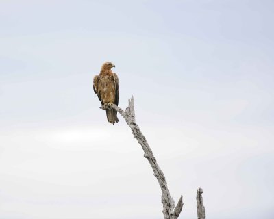 Gallery of Tawny Eagle