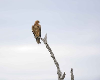 Eagle, Tawny-123112-Kruger National Park, South Africa-#2525.jpg