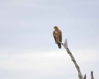 Eagle, Tawny-123112-Kruger National Park, South Africa-#2563.jpg