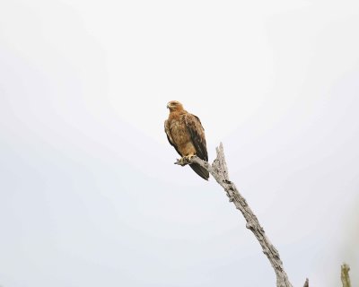 Eagle, Tawny-123112-Kruger National Park, South Africa-#2596.jpg