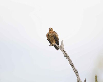 Gallery of Tawny Eagle