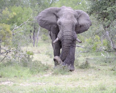 Elephant, African, Bull, in Musk-123112-Kruger National Park, South Africa-#0048.jpg