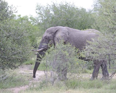 Elephant, African, Bull, in Musk-123112-Kruger National Park, South Africa-#0135.jpg