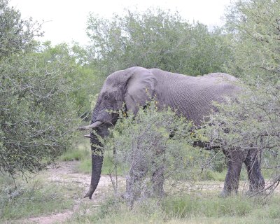 Elephant, African, Bull, in Musk-123112-Kruger National Park, South Africa-#0137.jpg