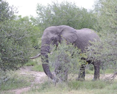Elephant, African, Bull, in Musk-123112-Kruger National Park, South Africa-#0150.jpg