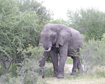 Elephant, African, Bull, in Musk-123112-Kruger National Park, South Africa-#0153.jpg