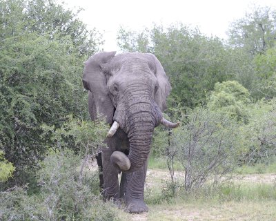 Elephant, African, Bull, in Musk-123112-Kruger National Park, South Africa-#0162.jpg