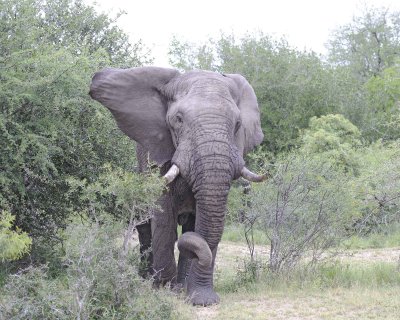 Elephant, African, Bull, in Musk-123112-Kruger National Park, South Africa-#0163.jpg