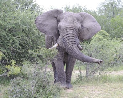 Elephant, African, Bull, in Musk-123112-Kruger National Park, South Africa-#0167.jpg