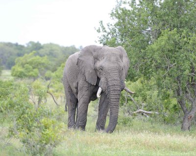 Elephant, African, Bull, in Musk-123112-Kruger National Park, South Africa-#0223.jpg