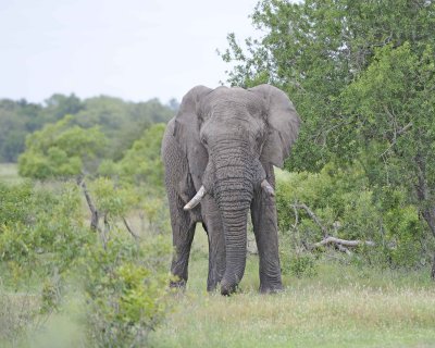 Elephant, African, Bull, in Musk-123112-Kruger National Park, South Africa-#0250.jpg